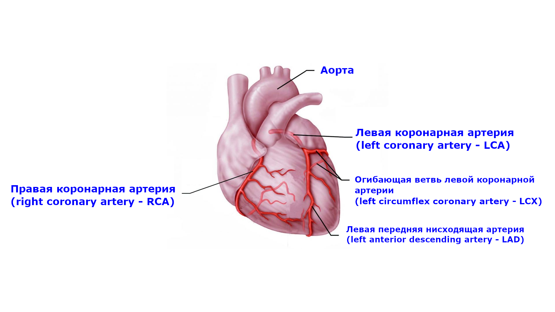 Схема расположения основных коронарных артерий.